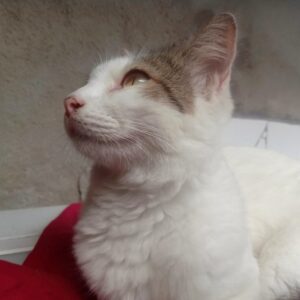 A cat, illustrating Beginner Gravity Lab