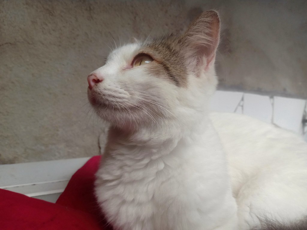 A cat, illustrating Beginner Gravity Lab