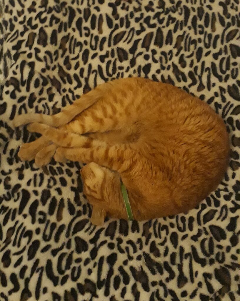 Basket You Will Never Use