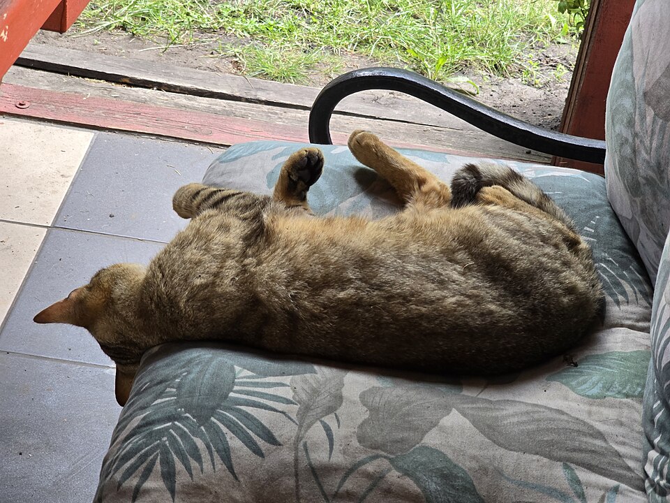 Grass Salad (For Immediate Return)